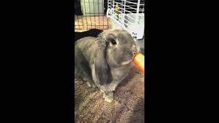 Bun Bun eating a carrot