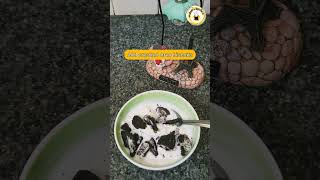 DIY | McDonalds-Style Oreo Biscuit McFlurry Recipe