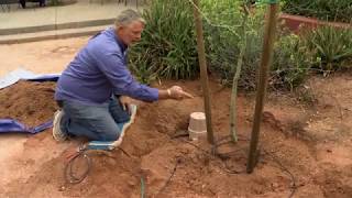 Grow Strong & Healthy Trees in the Desert