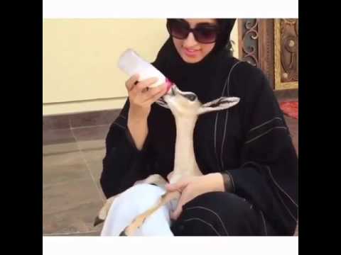 ترضيع اخر زمن