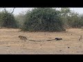 Python honey badger  jackal fight each other