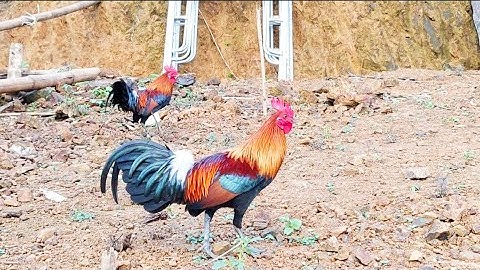 Đi quay con gà f2 của đứa e, và có con mồi tơ cho ae hợp giọng,  qaib qus txuam ob zoo nraug 2025