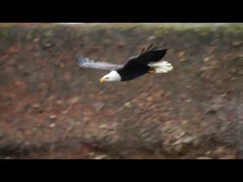 Bald Eagles fishing