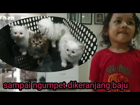 Video: Kucing Oriental: Deskripsi Ras, Pemeliharaan Dan Perawatan, Foto, Pemilihan Anak Kucing, Pembiakan Oriental, Ulasan Pemilik