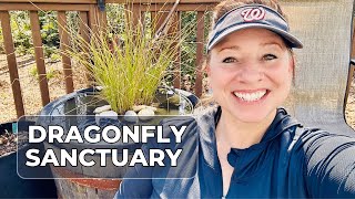 Creating a Dragonfly Habitat in my Whiskey Barrel Pond / Projects VLOG March 9, 2023