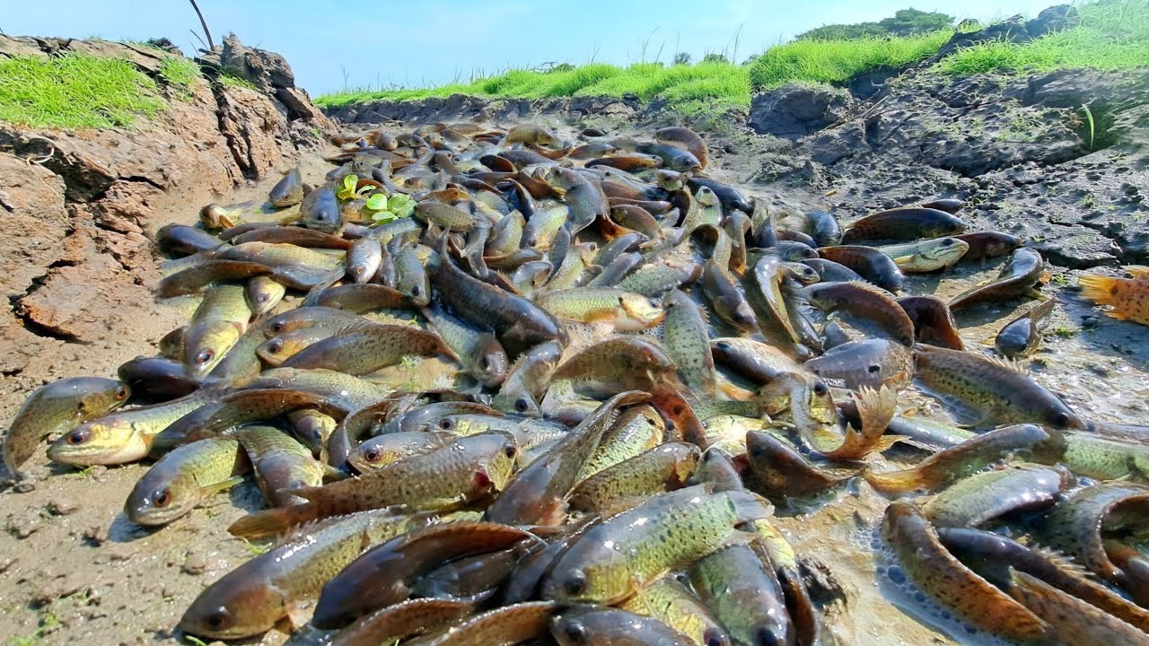wow A fisherman catches fish in a shallow pond, catching many hand ...