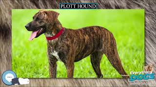 Plott Hound  Everything Dog Breeds