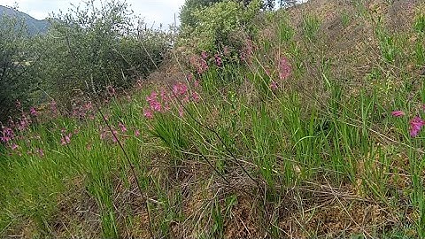 ماتيسر من سورة البقرة شهر رمضان بروايه ورش عن نافع