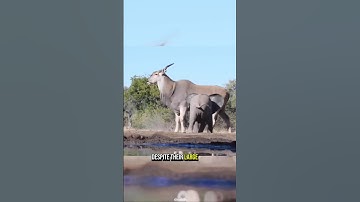 The Giant Eland World’s Largest Antelope 🔥 #animalfacts #gianteland #animals #facts