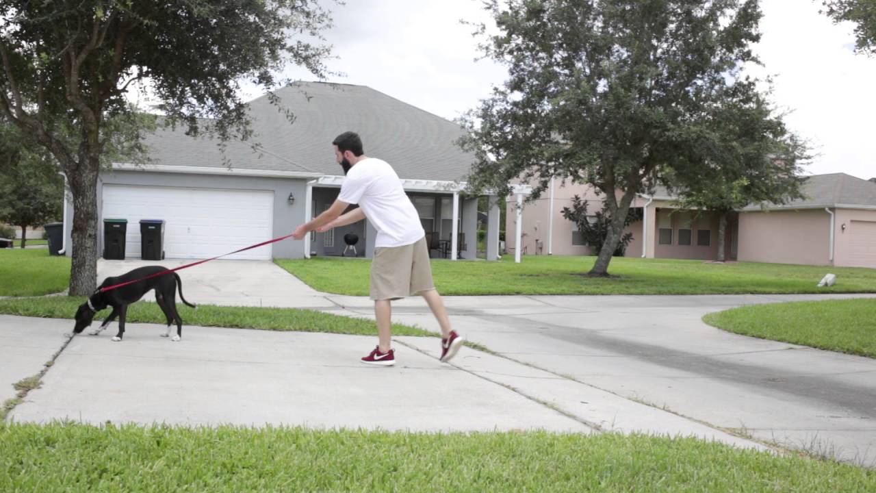 How to introduce dog to the prong collar YouTube