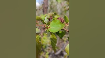 Apricot fruit setting #shortfeed #shortvideo #viral #shorts