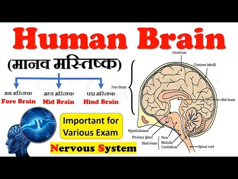 Human Brain (मानव मस्तिष्क) || Human Brain Facts [Fore Brain] || Nervous System || Brain class 10