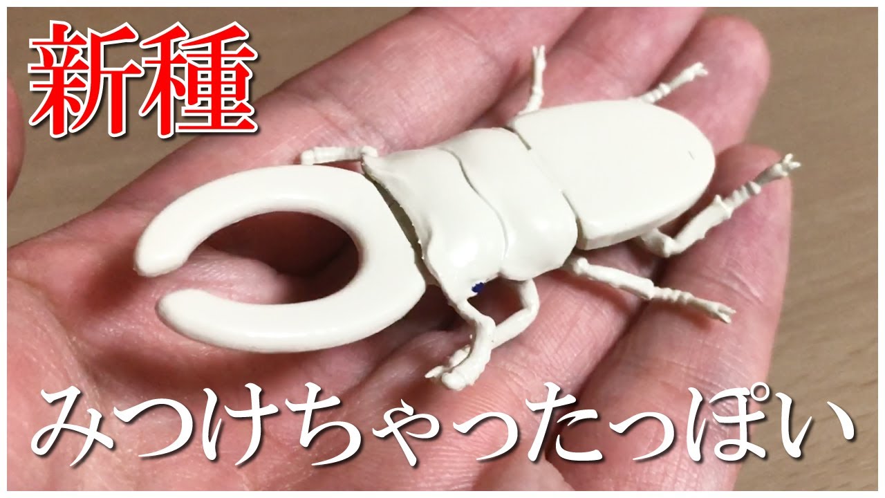 ベンザオオクワガタ 意外なところに住み着いて意外な進化を遂げたクワガタを見つけた ガチャガチャ Youtube