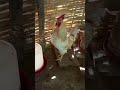 Magnifique Chant Matinal Du Coq