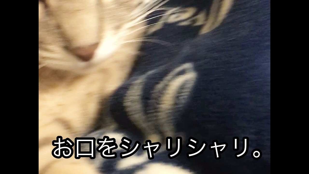 保護猫 口をもぐもぐ シャリシャリする猫 Youtube
