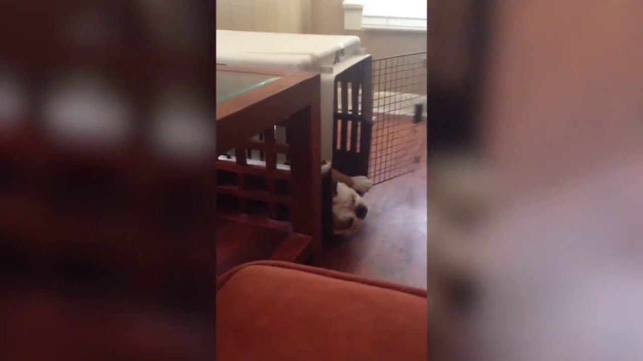 8 Hilarious Dog Fails - YouTube