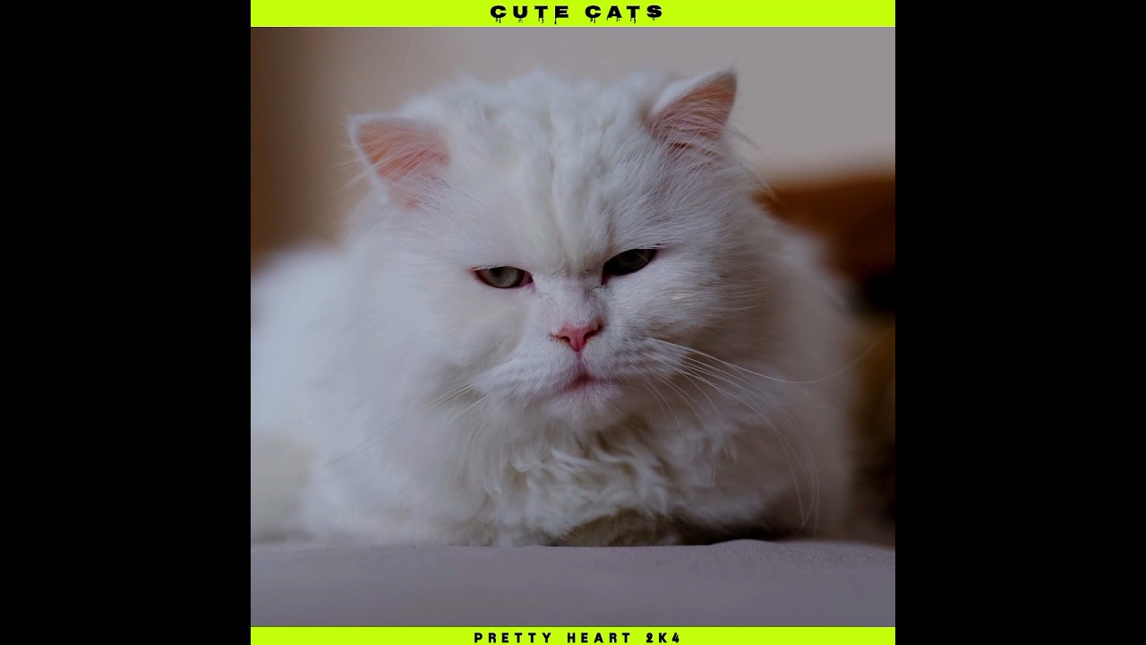 Cat Cuteness Overload - Don't Miss These Short Clips! 🐱💗" | Cute Cats shorts 