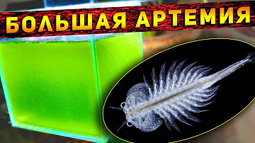Артемия как вырастить до взрослой особи! Питомцы Юрского периода!