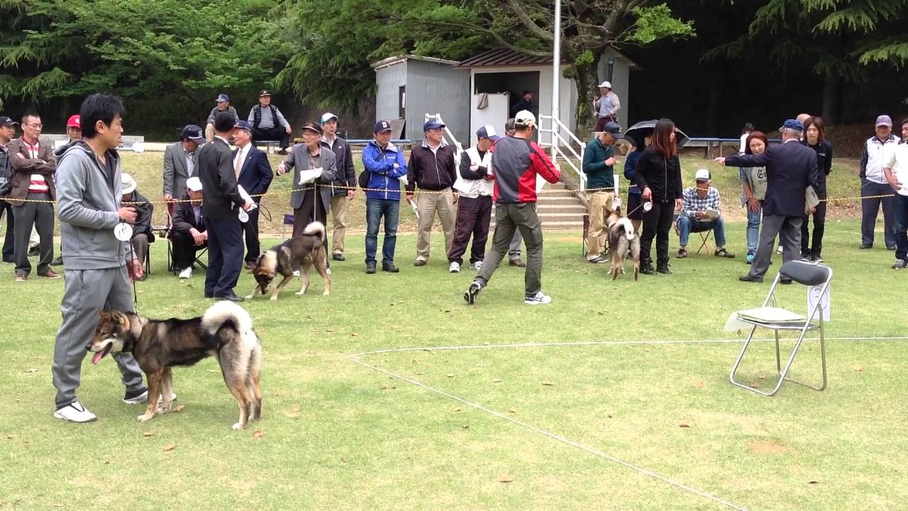 日本犬保存会h28年春 四国連合展 中型成犬雄 Youtube