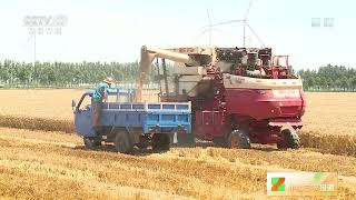 [中国三农报道]乡聚麦田 山东：麦收基本结束 面积产量或将“双增”|农业致富经 Agriculture And Farming