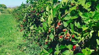 Transplanting Blackberry Plants With Care