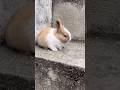 🙈  #pet #ytshorts #minivlog #bunny #petrabbit