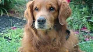 Tribute to my Golden Retriever Rex