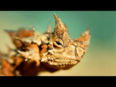 Это животное живет без воды, а это маленькое растение имеет 100-метровые корни! Чудеса выживания