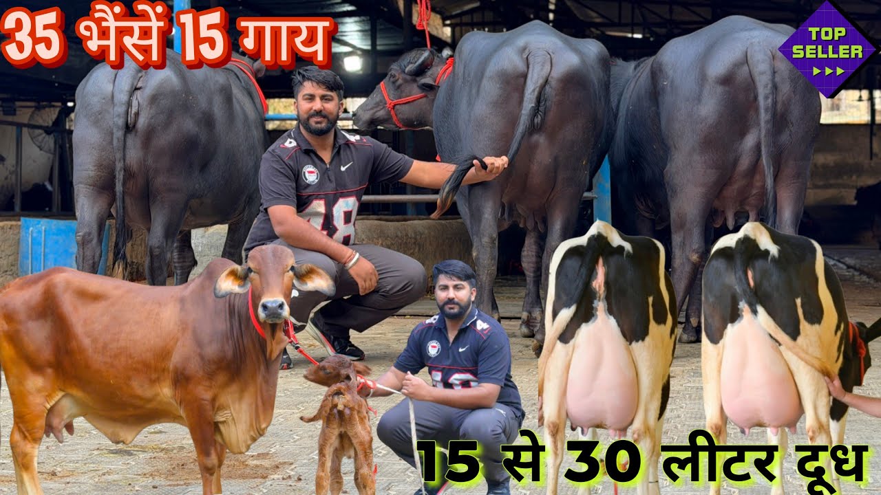 20 लीटर दूध की 35 भैंसे,30 लीटर दूध की 15 गाय बिकाऊ।Biggest Dairy Farm in Haryana, Pandit dairy farm
