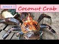 Coconut Crab (Birgus latro) - The Largest Land Crab in the World