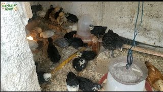 İspenç, Gold & Dark Brahma, Rahi̇be Fi̇zan, Türkan Ve Kirma Ci̇vci̇v Sürümüz