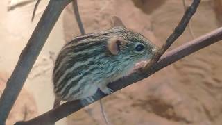 Зоопарк Вроцлава. Wroclaw zoo. Обзорная прогулка экскурсия по зоопарку Врослава.