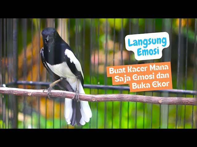 Pancingan Kacer Gacor Agar Cepat Emosi! Auto On Kacer Segala Usia Auto Buka Ekor Bongkar Isian class=