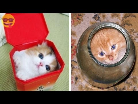 Pictures That Prove Cats Are Liquid Youtube