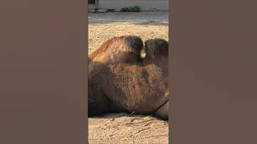 Двугорбый верблюд 4 Московский зоопарк Shorts Bactrian Camel Moscow Zoo Pets домашние животные 