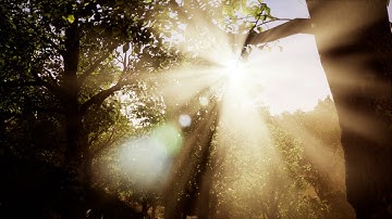 4K Cinematic Forest in Unreal Engine 4