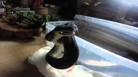 Python feed - GoPro test