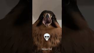 Birds Cant Be Scary 
