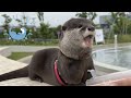 Otter’s Happy or Unhappy Face Depending on Her Mood.