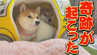 [Shiba Inu] You'll definitely laugh out loud right after this, so please watch it♪