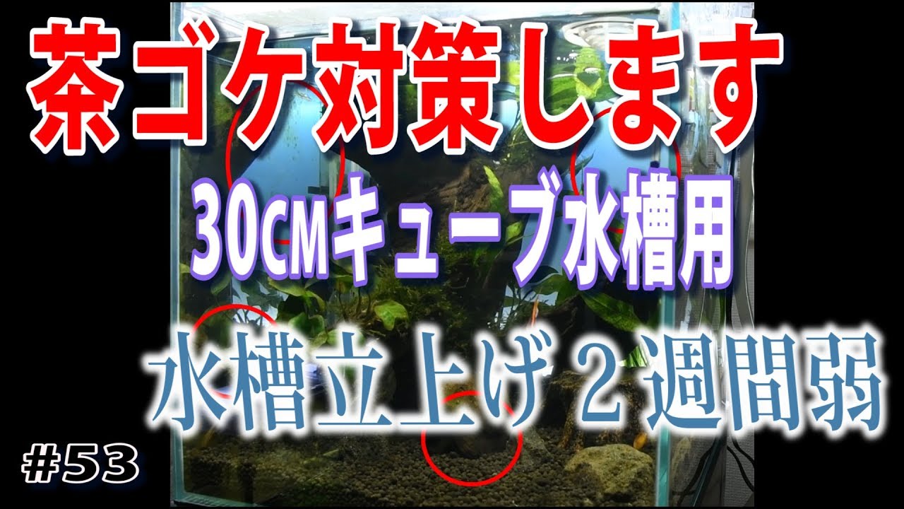 茶ゴケ対策します 30cmキューブ水槽に結構茶ゴケが アピストペア水槽はコケ対策が難しい 水草水槽 熱帯魚 Planted Aquarium Tropical Fish 53 Youtube