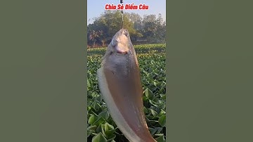 Câu Nhấp Câu Nhóng Cá Thác Lác