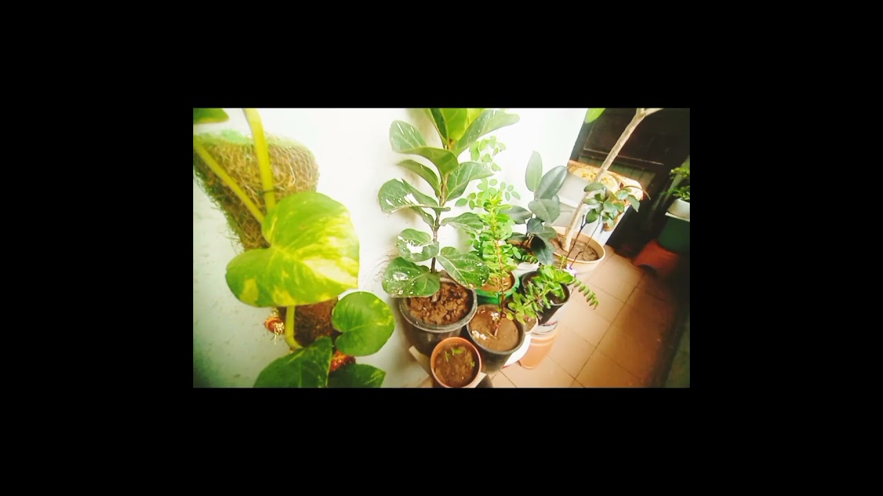 The Botanical Breakdown: Insights into Plant Life 