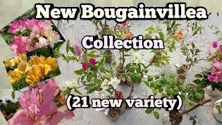 New Bougainvillea Collection (21 New varieties and types)//Bougainvillea Species.(Part-1)