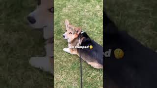 Corgi gets doo doo stuck to his bum #corgi #dogs #pets