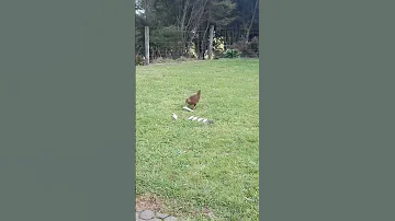 A Weka Stole Our Fish 