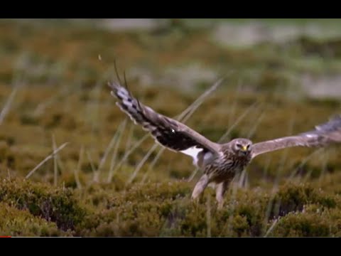 Illegal killing of birds of prey in North Yorkshire