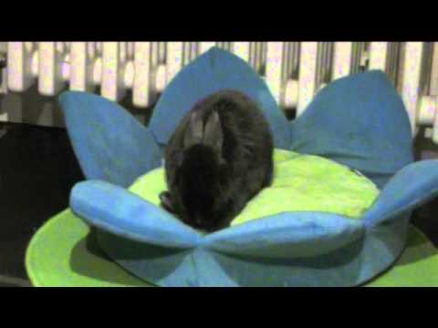 bunny's-advent-calendar-2010