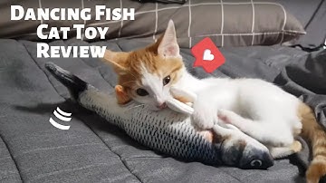 Dancing Fish Cat Kicker Toy Review - Best Kitten Toys for Releasing that Unlimited Energy!