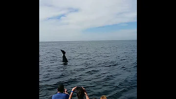 ¿Hay orcas en Puerto Vallarta?